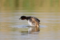 Tachybaptus ruficollis (tuffetto)5